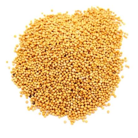 Graines de moutarde